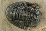 Proetid (Dalejeproetus) Trilobite - Atchana, Morocco #348131-1